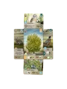 Compra Forest Shuffle Dartmoor de Lookout Games al mejor precio (27,99