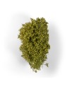 Arbustos Filigrana Primavera (AK8236)
